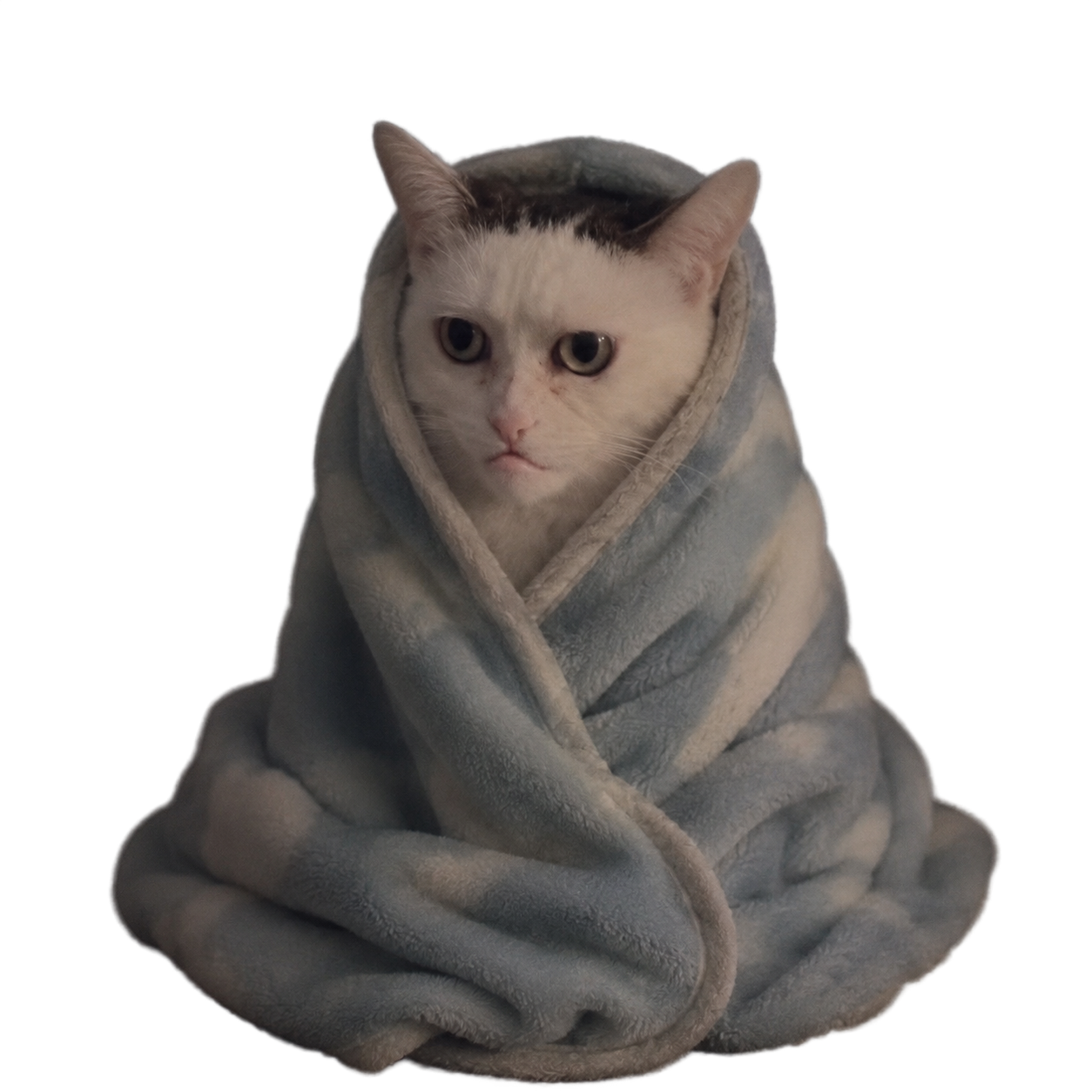 Upset Cat wrapped in a blanket